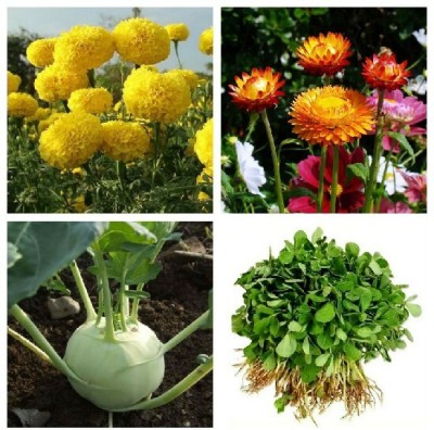 R-DRoz Marigold Yellow Flowers, Methi Fenugreek, Knol Khol Green & Helichrysum Flowers Seed(4 per packet)