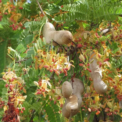 Aywal Meethi Imli ( Tamarind) Seed(7 g)