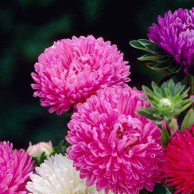 VNR Aster Seed(30 per packet)