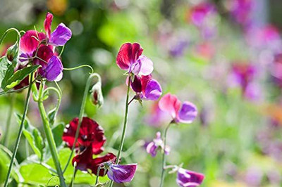 ACCELCROP F1 Hybrid Sweet Pea Flower Seed(100 per packet)