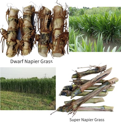 N.G.M. AGROCARE Dwarf Napier/Indonesian Napier & Super Napier, Each 10 Total 20 Grass Stick Seed(20 per packet)