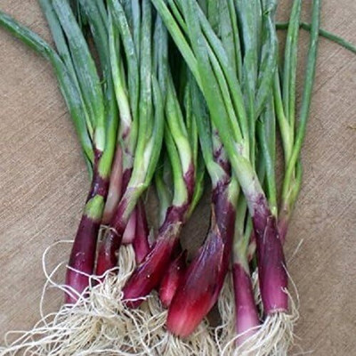 Qualtivate GBPT-4A Red Candy Apple Hybrid Onion Seeds Seed(500 per packet)