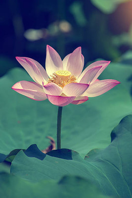 ibainsd lotus,kamal gatta Seed(15 per packet)