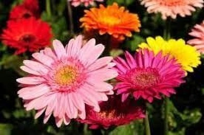 Aywal Gerbera Mixed Seed(10 per packet)