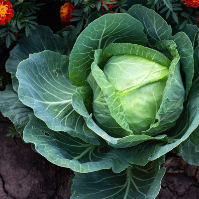 WILLVINE AMR -XIII Heirloom Cabbage Seeds (Golden Acre) [10g] Seed(3000 per packet)