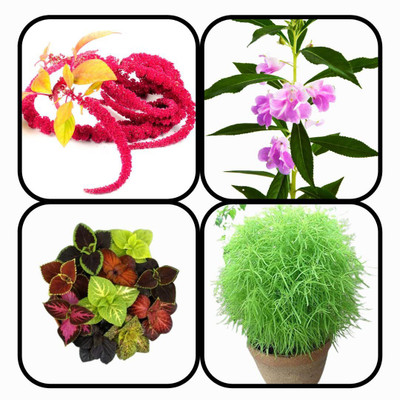 CYBEXIS Combo Pack Of 4 FLOWER Seeds Seed(10 g)
