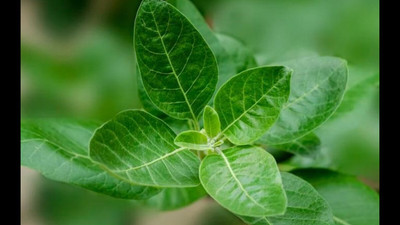 Mozette Organic ashwagandha herb Seed(24 per packet)