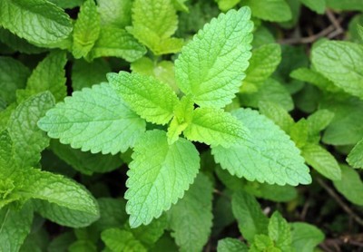 CYBEXIS XL-12 - Vietnamese Lemon Balm - (250 Seeds) Seed(250 per packet)