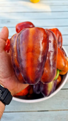 KNESSiN Easy to Grow Taquilla Capsicum Seeds for Home Gardening-(400 Seeds) Seed(400 per packet)