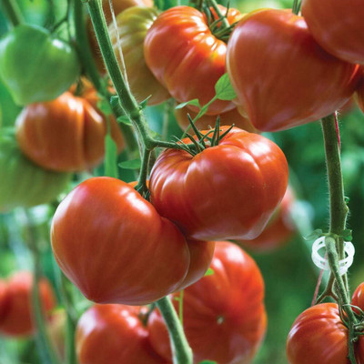KNESSiN Tomato Gourmandia F1 Hybrid[400 Seeds] Seed(400 per packet)