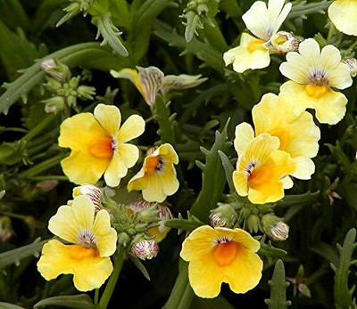 Lorvox Nemesia Seed(10 per packet)