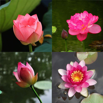 CYBEXIS VXI-53 - Viable Aquatic Water Lily - (30 Seeds) Seed(30 per packet)