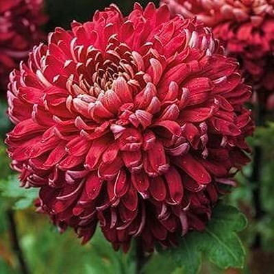 Qualtivate PUAS-336 Chrysanthemum Red colour F1 Hybrid Seeds Seed(25 per packet)