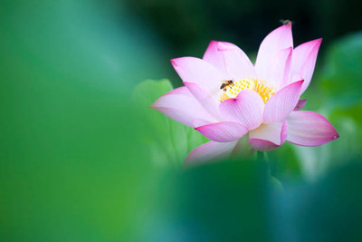 KTC lotus,kamal gatta Seed(10 per packet)