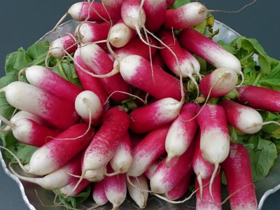 KNESSiN QLI-66 Radish DUETT Early spring Seed(200 per packet)