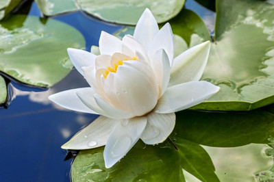 SONIRO Lotus (Kamal gatta) Seed(70 per packet)