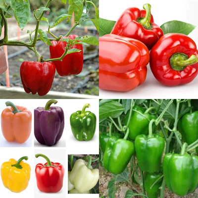 ibains Capsicum mixed seeds shimla mirchi pack of 185 Seed(185 per packet)