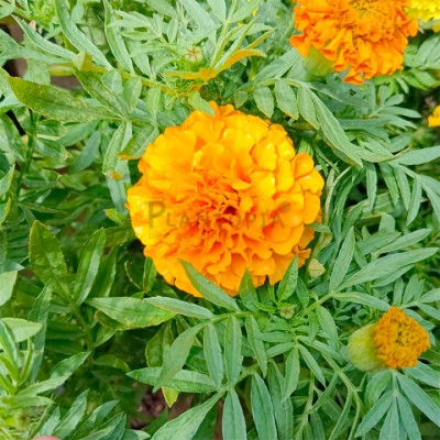 Jui African Marigold, Genda phool Seed(33 per packet)