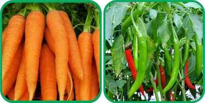 WILLVINE ROX -X Chilli And English Carrot[25gm, 5000 Seeds] Seed(5000 per packet)