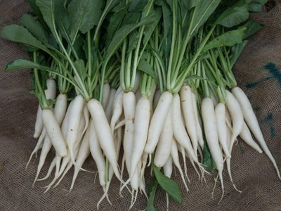 MAYAPLANTS White radish seed, MOOLI SEED Seed(85 per packet)