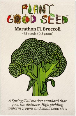 Qualtivate HUA-7A Marathon F1 Broccoli Seeds Seed(300 per packet)