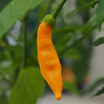 ActrovaX Orange Chilli Pepper [1gm Seeds] Seed(1 g)