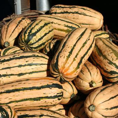 CYBEXIS Hybrid Delicata Squash Seeds 400 Seeds Seed(400 per packet)