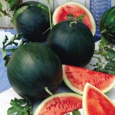 KANAYA Best Quality Juicy Hybrid F1 Watermelon Water Melon, Tarbuj, Tormuj Seed(300 per packet)