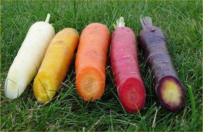 CYBEXIS HUA-31 - Carrot Mix of 6 Colorful Varieties - (250 Seeds) Seed(250 per packet)