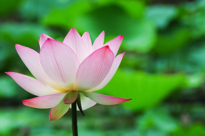 Pramix lotus,kamal gatta Seed(15 per packet)