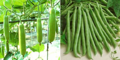 the green dotcom Bottle gourd, POLE BEANS SANCHI Seed(29 per packet)
