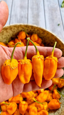 Biosnyg Hybrid BBG Naga Yellow Chilli Seeds For Kitchen Gardening-(2000 Seeds) Seed(2000 per packet)