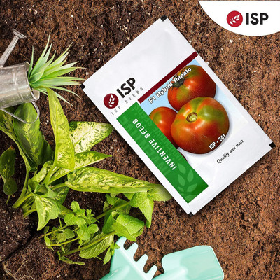 WILLVINE Hybrid ISP-241 Tomato Seeds [10g, 3000 Seeds] Seed(3000 per packet)