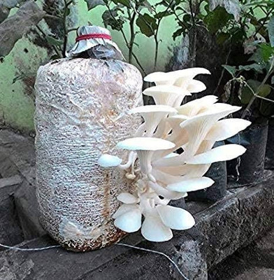 Arko Original Oyster mushroom seed,organic,Healthy,Vegetable Seed Seed(400 g)
