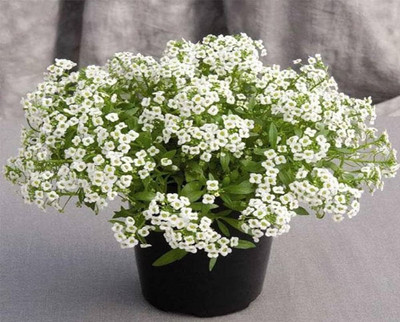 BDSresolve baskect flower seeeds,alyssum/alyssum seed 10 Seed(10 per packet)