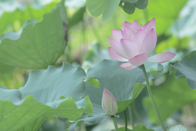 MAA lotus,kamal seeds Seed(5 per packet)