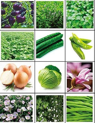 CYBEXIS 12 Varieties/Vegetable/Herb/Flower Seeds Seed(10 g)
