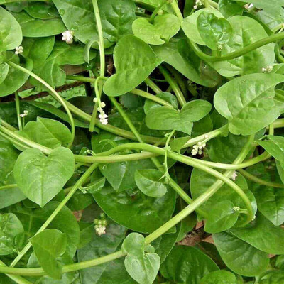 CYBEXIS ATS-16 - Malabar Spinach - (2250 Seeds) Seed(2250 per packet)