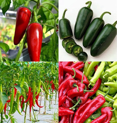 ibains Hybrid chilli seeds bij 81 Seed(81 per packet)
