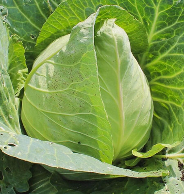 WILLVINE SCI -II Early Jersey Wakefield Cabbage Seeds [50g] Seed(15000 per packet)