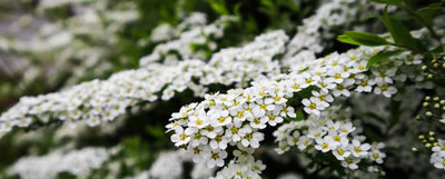 salven gypsophila flower Seed(50 per packet)