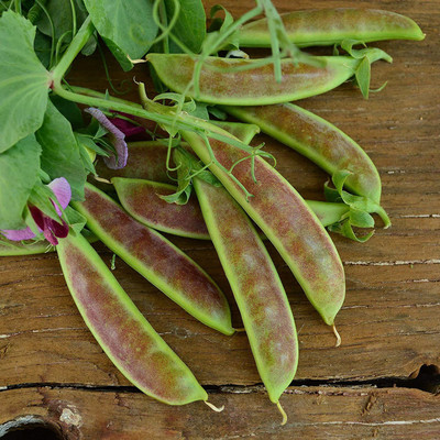 CYBEXIS PAU-11 - Spring Blush Sugar Snap Pea - (100 Seeds) Seed(100 per packet)