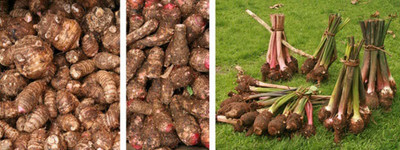 KANAYA Taro Root/Arbi Bulbs Seed(12 per packet)