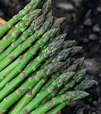 KNESSiN Asparagus Seed(300 per packet)