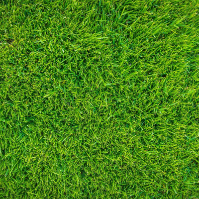 LPR GHAS,GRASS Seed(400 per packet)
