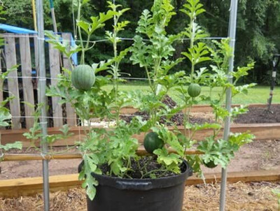 KNESSiN F1 Hybrid Watermelon Sugar Baby Seeds For Planting-(500 Seeds) Seed(500 per packet)