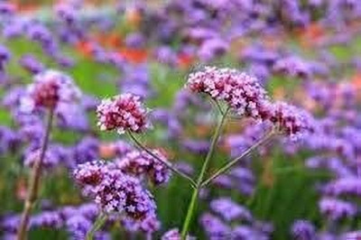 BJUBAS tall verbena seeds pack of 26 Seed(26 per packet)