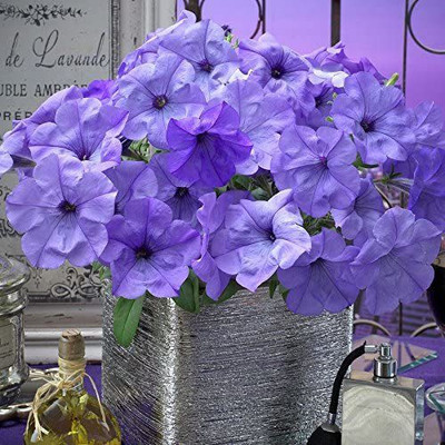 CYBEXIS XLL-52 - Evening Scentsation Petunia Deep Indigo - (60 Seeds) Seed(60 per packet)