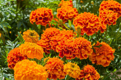 AmbeStore marigold/gende ka phool flower seeds Seed(50 per packet)