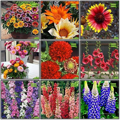 ibains flower plant bij Seed(100 per packet)